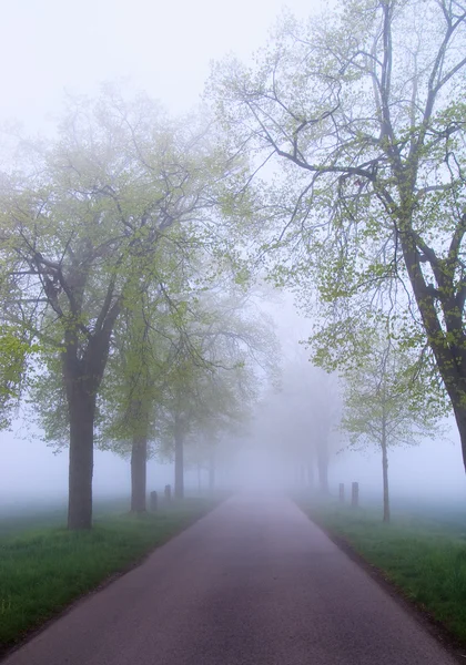 stock image Fog on the road