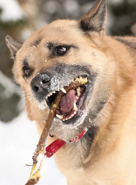 Cão com um pau na floresta de inverno — Fotografia de Stock