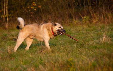 Köpek sopayla oynuyor.