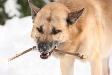 Dog with a stick clipart