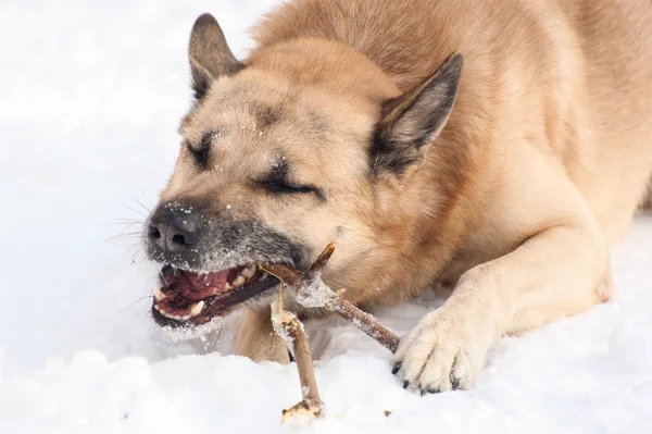 Cão brincando com um pau — Fotografia de Stock