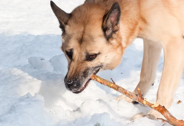 Agressivamente olhando cão com um pau — Fotografia de Stock