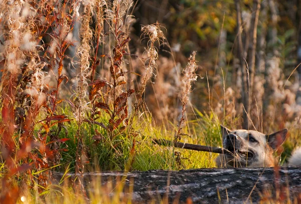 Łajka zachodniosyberyjska (husky) — Zdjęcie stockowe