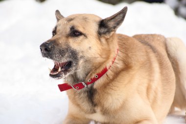 dikkatle köpek arıyorum