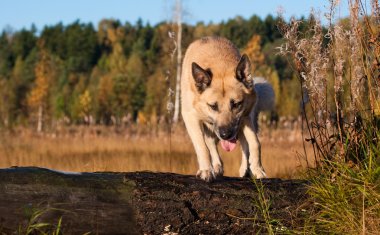 Batı Sibirya laika (husky atlama)