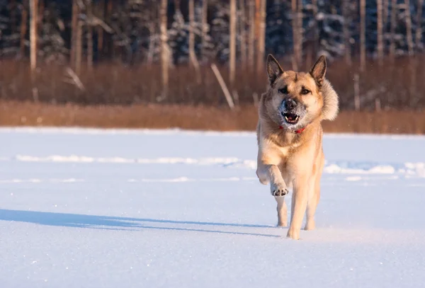 Correndo oeste siberiano laika (husky ) — Fotografia de Stock
