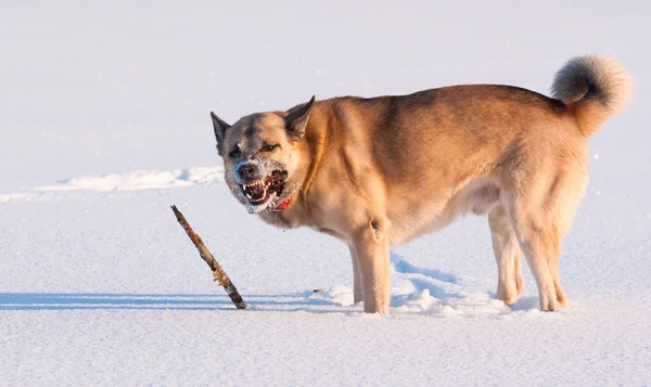 Laika da Sibéria Ocidental (husky ) — Fotografia de Stock