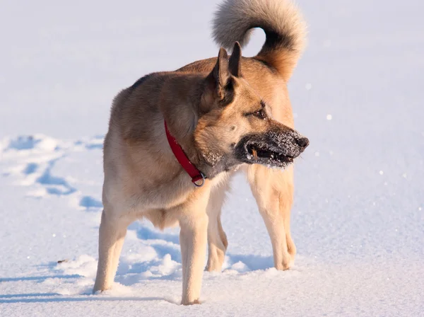 West Siberian Laika (Husky) — Stock Photo, Image