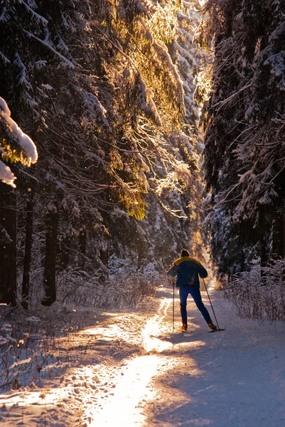 Крос кантрі катання на лижах у лісі — стокове фото