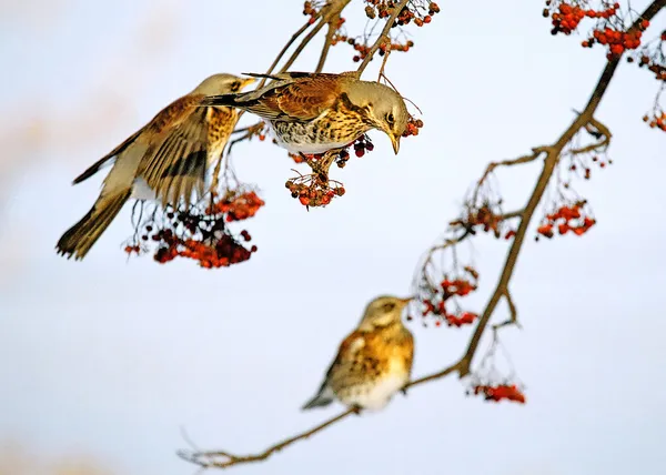 stock image Thrushes and rowanberry