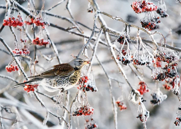 stock image Thrushes and rowanberry