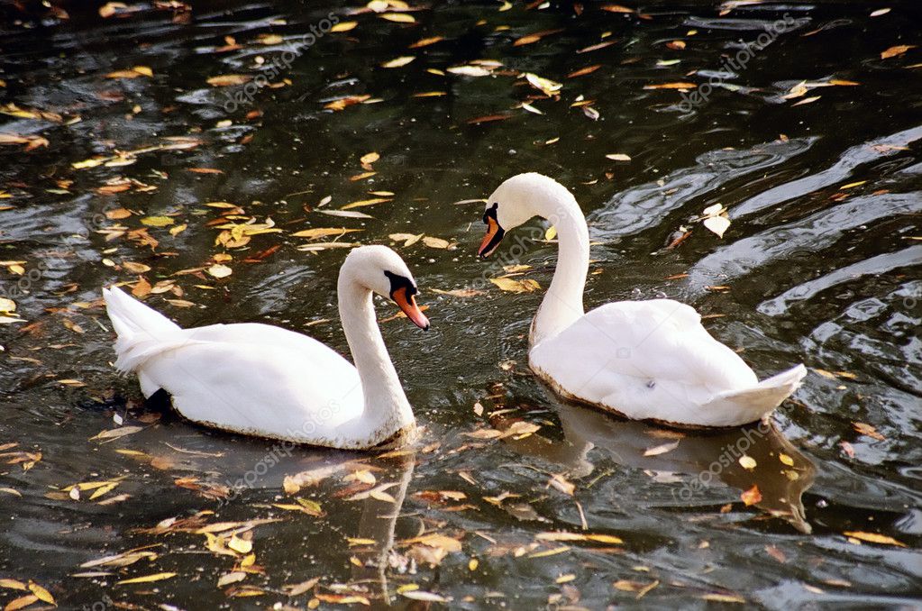 Swans on water — Stock Photo © Lebedev57 #1280755