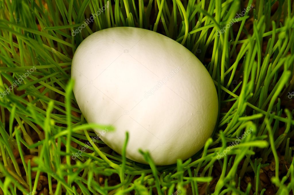 Egg on grass — Stock Photo © nrey_ad 1068109