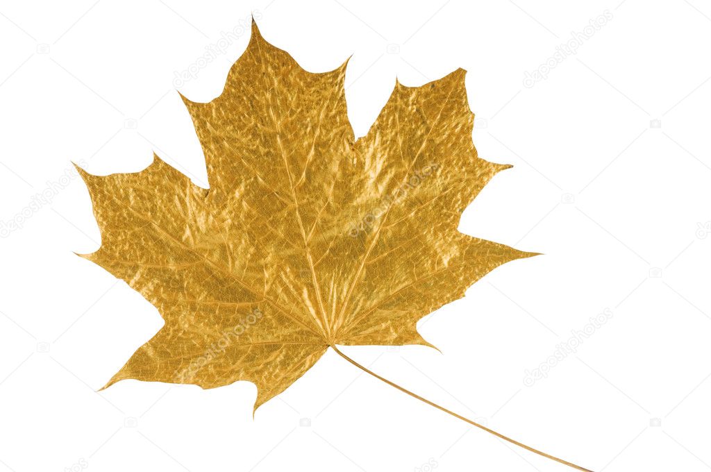 Gold maple leaf — Stock Photo © nrey_ad 2377371