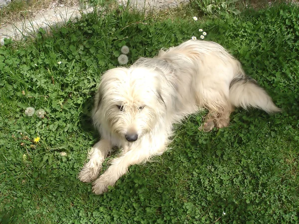 Bílý pes na zelené trávě — Stock fotografie