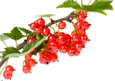 Red currant on white background clipart