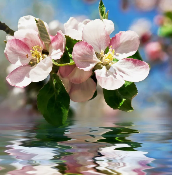 Apple blossom. Flowers over water — Stok fotoğraf