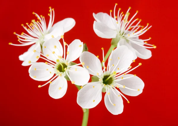 Piękny kwiat wiśni na czerwony backgrou — Zdjęcie stockowe