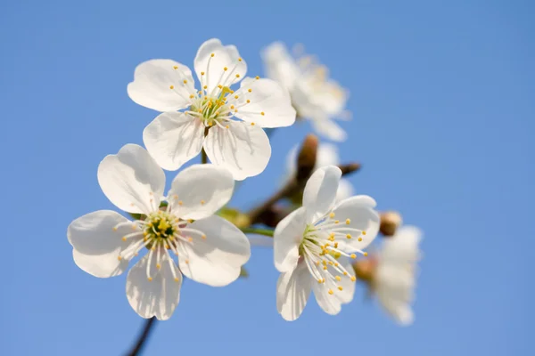 Rama a la cereza de floración en el fondo —  Fotos de Stock