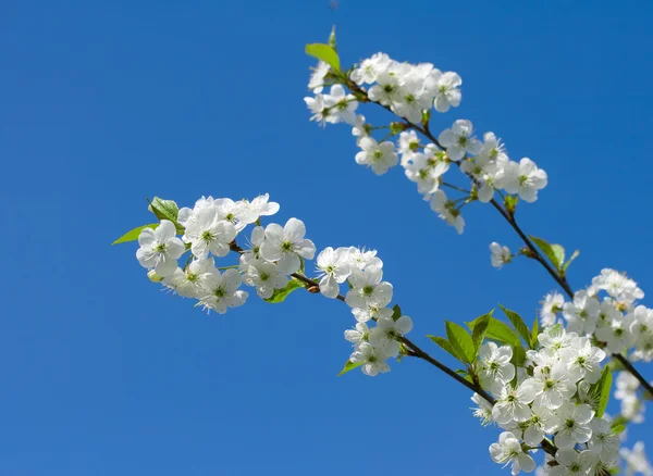 背景に桜の開花に分岐 — ストック写真