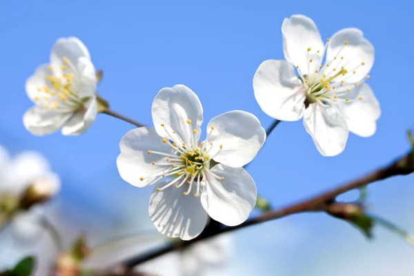 Branche à la cerise en fleurs sur fond — Photo