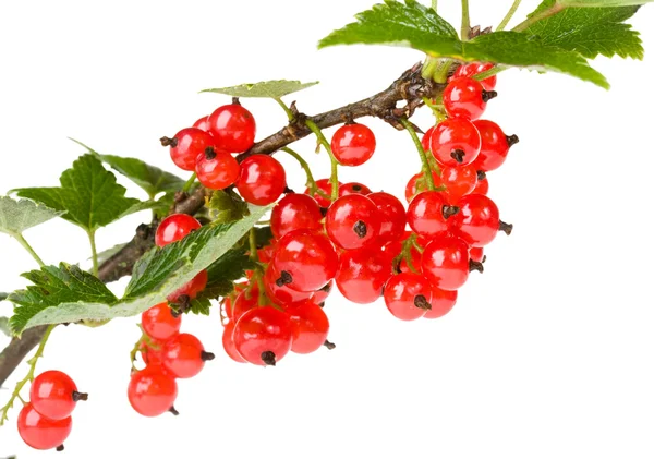 Red currant on white background — Stock Photo, Image
