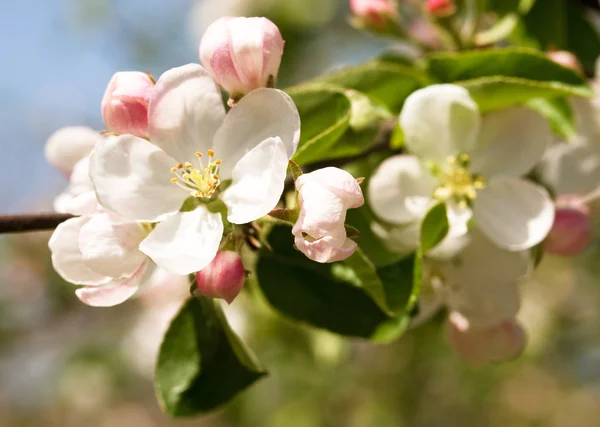 Ветвь яблочного цветка — стоковое фото