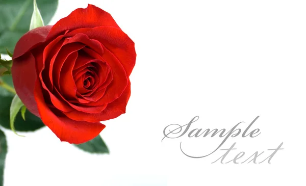 Piros rózsa kártya — Stock Fotó