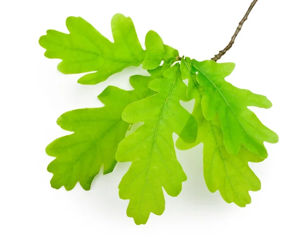 Leaf oak — Stock Photo, Image