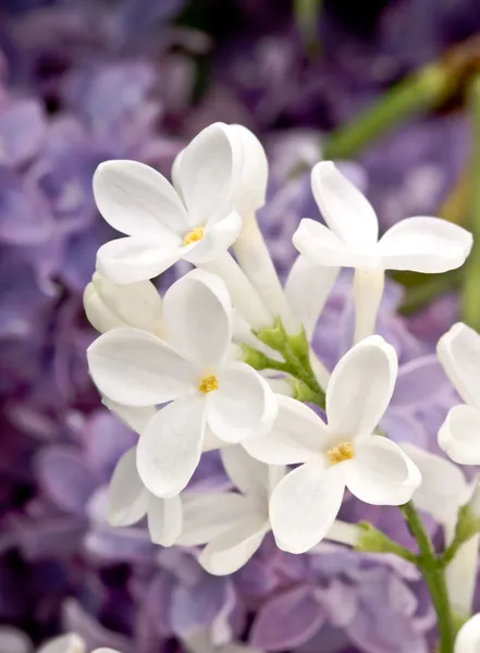 Flowers lilac — Stock Photo, Image