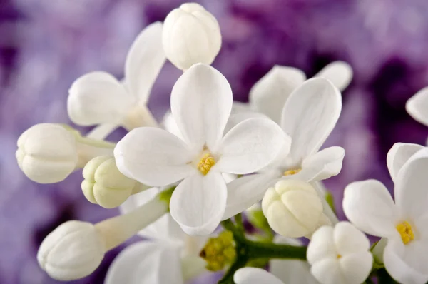 Flores lila —  Fotos de Stock
