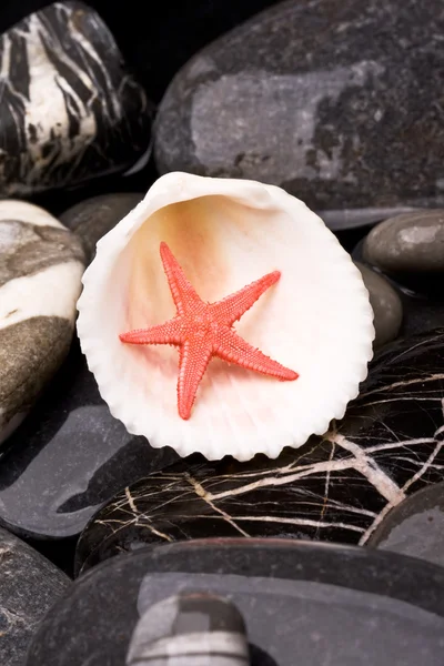 Deniz taş kabuğu ve deniz yıldızı — Stok fotoğraf
