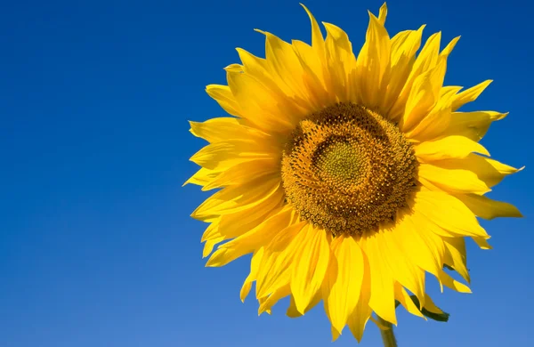 stock image Sunflower