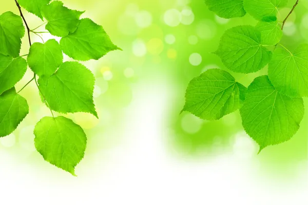 Groene branch op hemelachtergrond — Stockfoto