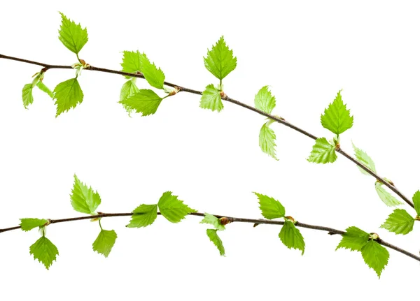 Green branch — Stock Photo, Image