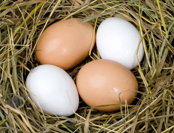 Eggs in the nest Royalty Free Stock Images