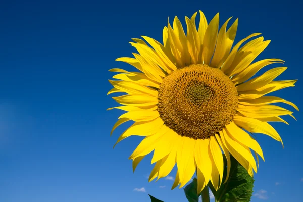 stock image Sunflower