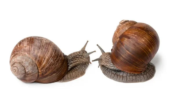 stock image Two Snail