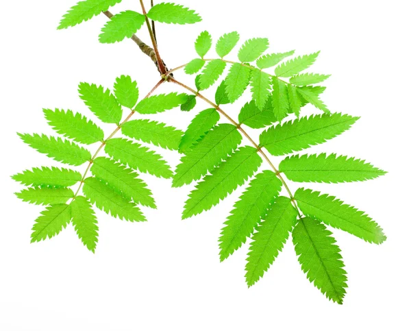 Green branch — Stock Photo, Image