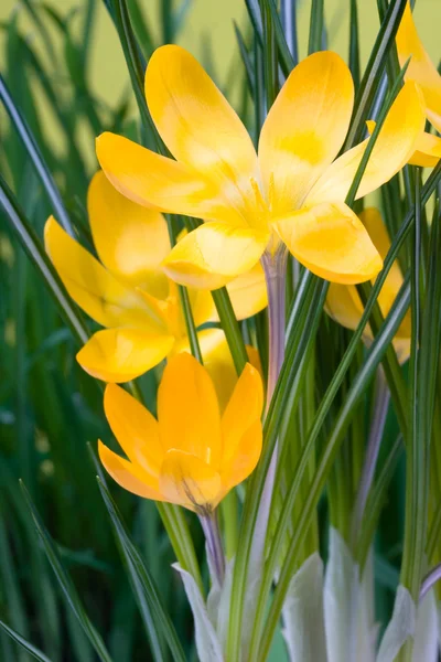 Crocus žluté květy — Stock fotografie