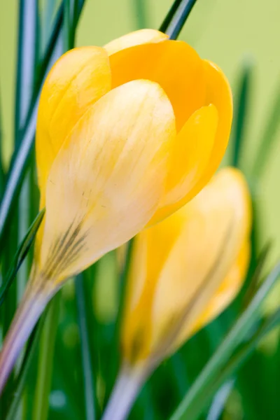 Krokusgelbe Blüten — Stockfoto