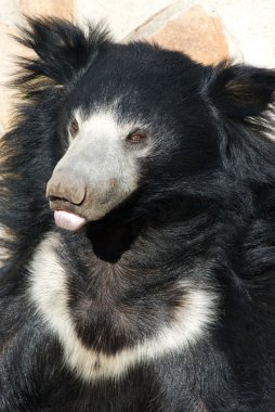 Indian sloth bear clipart