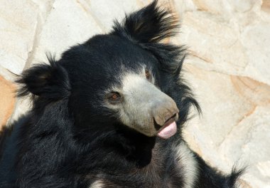 Cute indian sloth bear clipart