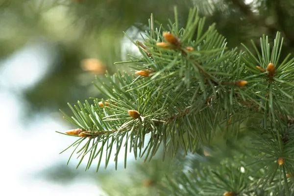 Close-up de ramos de pinho — Fotografia de Stock