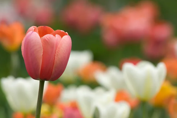 stock image The pink tulip