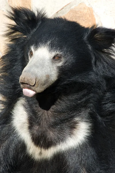 stock image Indian sloth bear