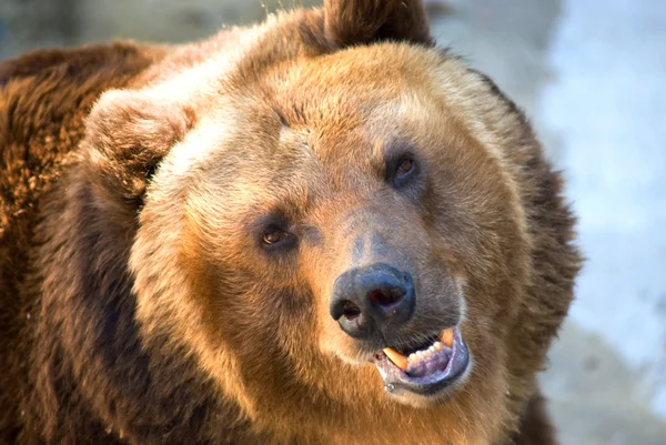 Brown bear Royalty Free Stock Photos