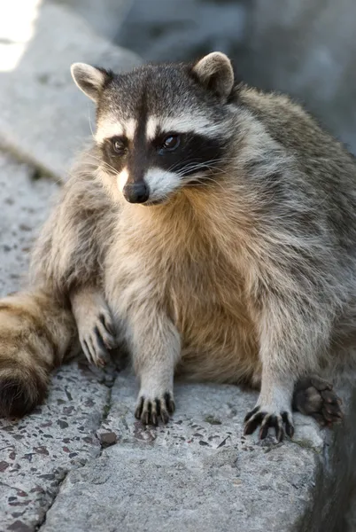 Cute raccoon — Stock Photo, Image