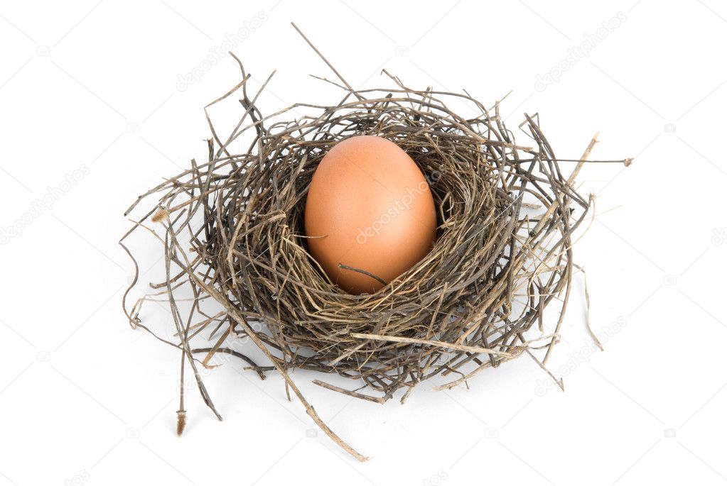 Egg in bird