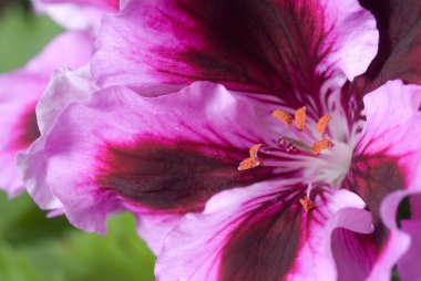 Geranium pink flower clipart